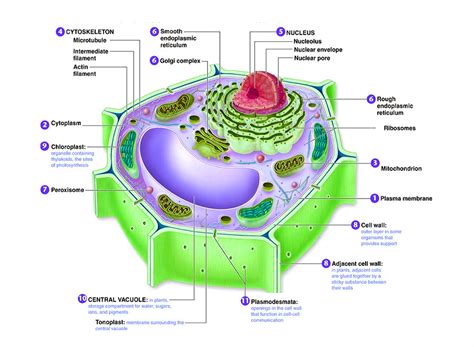 (1) nucleolus (2) nucleus (3) ribosome (4) vesicle (5) rough endoplasmic reticulum (er) (6) golgi apparatus (7) cytoskeleton (8) smooth er (9) mitochondrion (10) vacuole (11) cytoplasm (12) lysosome (13) centrioles (14) vacuole. Plant Cell Organelles