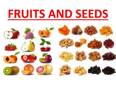 Fruits And Seeds Ppt