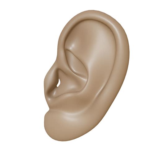 Ear Png Clipart Png All