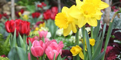 11 Best Flowers To Plant For Spring When To Plant Daffodils Tulips