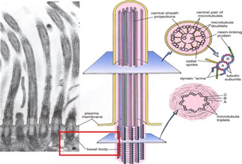 Epithelial Tissue Specializations Of The Apical Cell Surface Flashcards