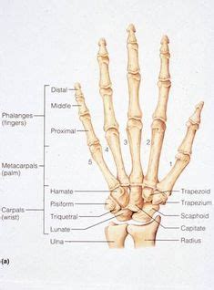 Here we discuss different bones and different functions the bones carry in the upper limbs include shoulder girdle, arm, forearm, wrist and hand. Hand Bones Anatomy | Anatomie Mensch | Pinterest