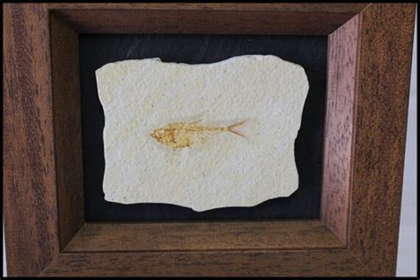 Framed Fish Fossil Wall Art Man Cave Decor By Timelessdesigns07