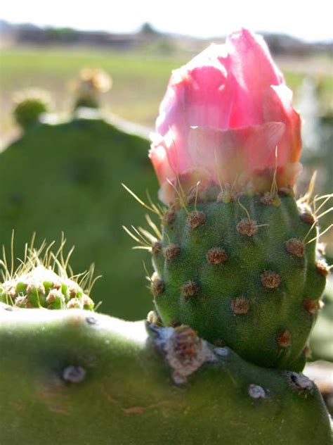 Most of the folks i know refuse to keep long spined species or even go so far as to exclude cacti from their botanical collections all together for reasons like what. The Beauty of Cactus - Nature Photography in Mexico ...