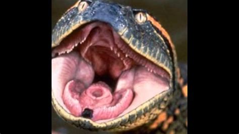 ConheÇa Anaconda Gigante Pode Chegar A 20 Metros Youtube