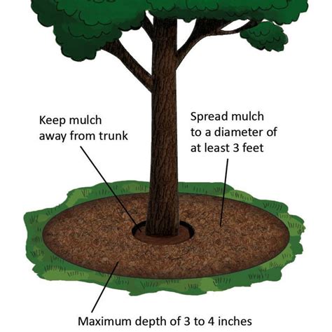 Ornamental Trees And Shrubs Dr Green Lawn Care Services