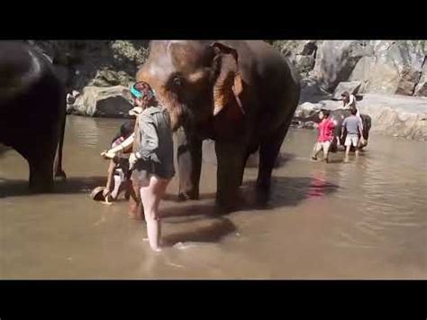 Elephant Hits Woman In Thailand Elephlying In Thailand HD New YouTube
