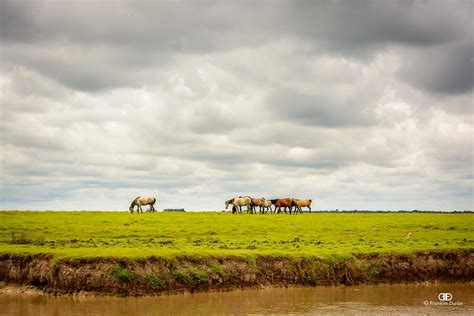 Paisaje Llanero Arauca Arauca Llanos Orientales Llanura Flickr