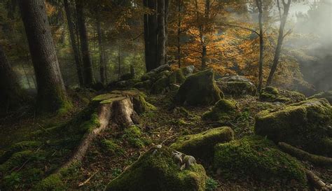 Autumn Forest Trees Nature Fog Stones Moss Stump Cansiglio