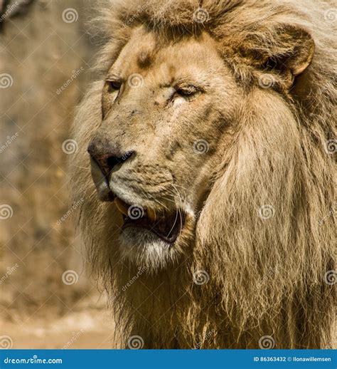 Lion Close Up In The Sun Stock Photo Image Of Concern 86363432