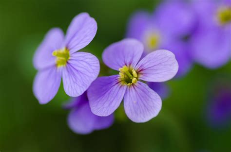 3840x2543 Background Beautiful Bloom Blooming Blossom Blur