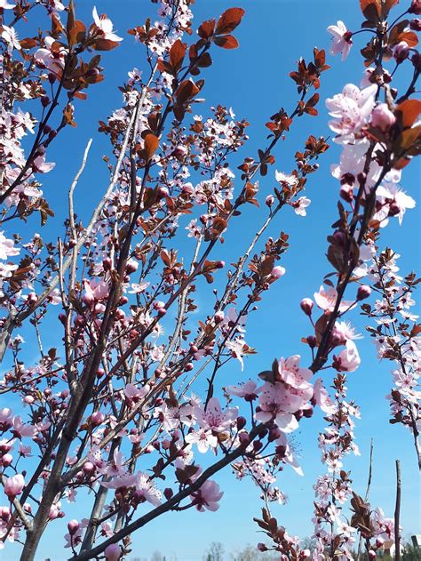 Aesthetic Spring Flowers Wallpapers | HD Background Images | Photos