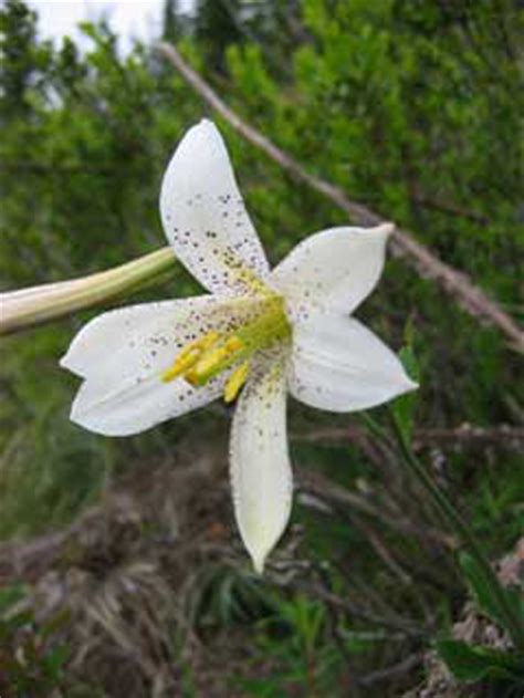 We did not find results for: Different Types Of Lilies