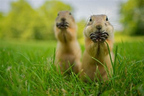 10 Of The Funniest Animal Photos In The World The Star