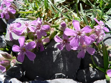 Flora De Pirineos Saponaria Caespitosa De Candolle Sierra De Las Cutas