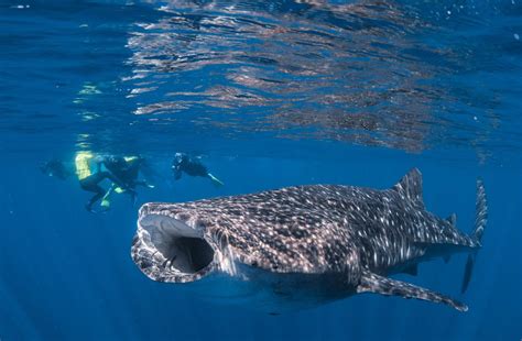 Witness The Majestic Whale Sharks Of Ningaloo Marine Park Western Australia Balisharks Com