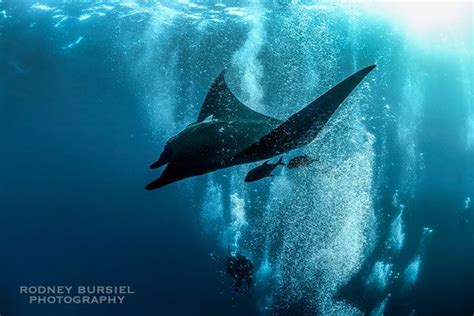 3 Tips To Capture Manta Ray Action Manta Ray Underwater Photography