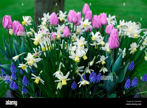 Spring Planter Container Pot Display Tulip Tulipa Narcissus Muscari Mix