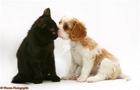 Larger than their king charles cousins, the cavalier has retained sporty nature of its toy spaniel ancestors till date. Cavalier King Charles Spaniel pup with a black cat | Puppy ...