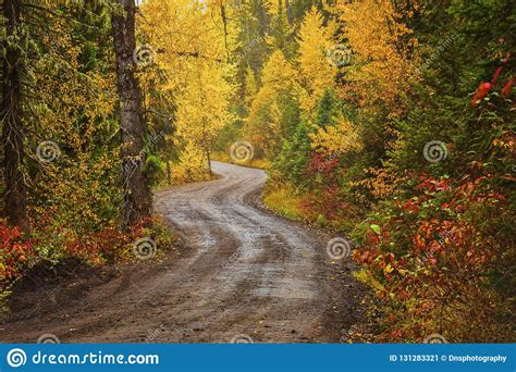 A Dirt Road In A Forest In Fall Stock Image Image Of Countryside