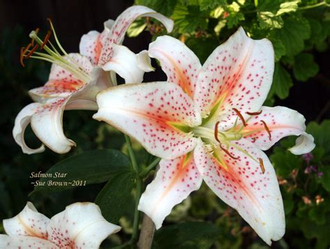 Plantfiles Pictures Oriental Lily Salmon Star Lilium By Pirl