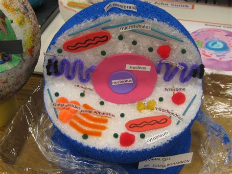Human Cell Model Project