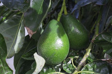 The fruit tree soil will help your tree roots establish strong root systems. Fertilizing Avocado Trees - What Are Avocado Fertilizer ...