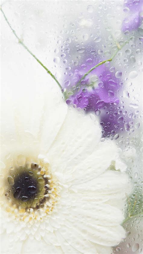 Wet Flower Under Glass Wallpaper Ixpaper