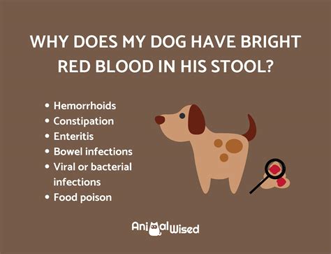 Why Is My Dogs Poop Red Ng