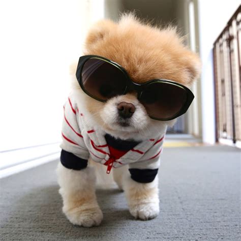 Worlds Cutest Dog Boo Pomeranian Dog Breeds Picture