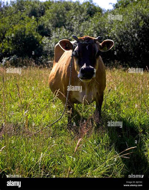 Jersey Cows Horns Hi Res Stock Photography And Images Alamy