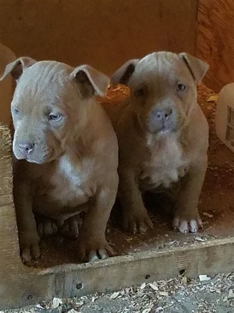 Find pit bull puppies for sale near me. American Pit Bull Terrier Puppies For Sale | Moravian ...
