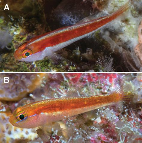 Three New Species Of Trimma Gobies T Aturirii T Kardium T Trioculatum Reef Builders