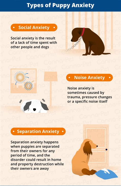 Puppy Anxiety Symptoms And Management Canna Pet