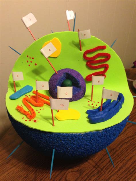 Animal Cell 3d Model Animal Cell Animal Cell Model Project Cell