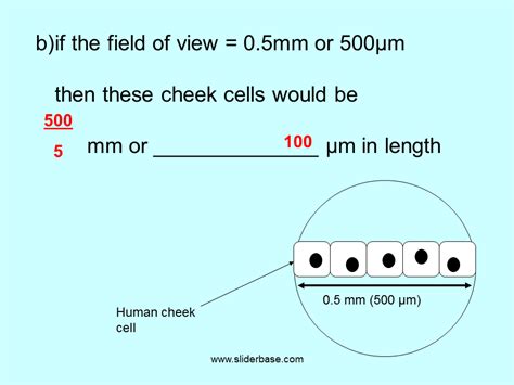 These differences are due not only to morphological criteria, due to the needs of the body of the plants, but also to the functions they perform and the type of metabolism. Introduction to Cells - Presentation Cell biology