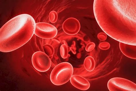 Hemoglobina O Que é Tipos Função Estrutura Composição Doenças