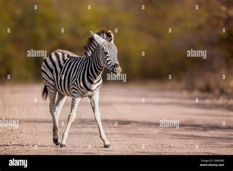 Baby Plains Zebra Standing On Safari Gravel Road In Kruger National