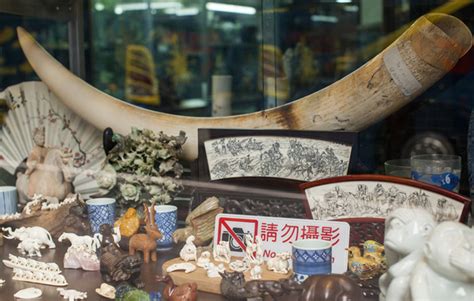 Hong Kong Open To Closing Ivory Trade Markets Huffpost