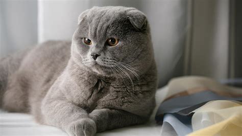 ТОП 10 самых красивых кошек с фото и названиями РБК Life