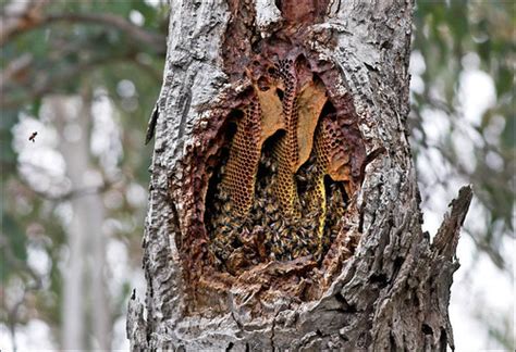 In this case, the tree is already on the ground. Pictures Of Natural Beehives | Pictures of Nnature
