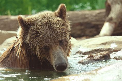 Grizzly Bear Swimming 3 Free Stock Photo Public Domain Pictures