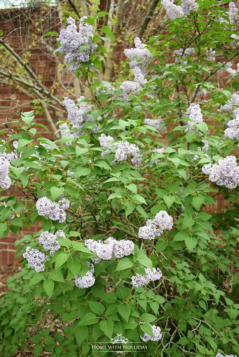 Pruning And Enjoying Lilacs 10 In 2021 Lilac Lilac Plant Lilac Pruning