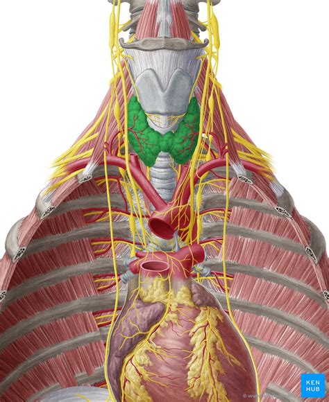 Human Neck Gland Anatomy Diagram