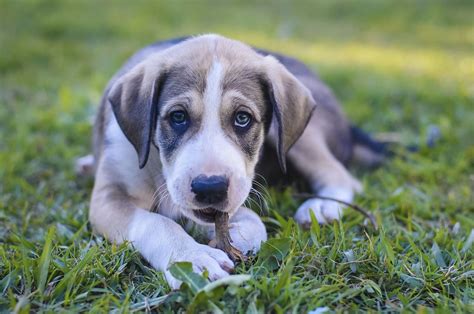 Our organization is run by volunteers. Safe Haven Animal Rescue Inc