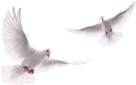 Doves Direct in Cyprus png image