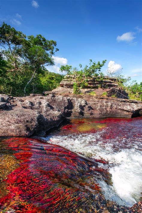 Caño Cristales In March Colombia Destinations Les Continents Desert