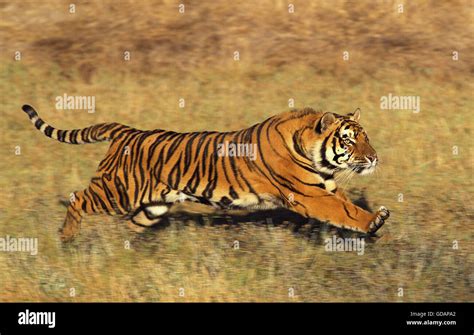 Tiger Running Hi Res Stock Photography And Images Alamy
