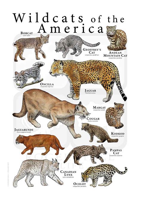 Big Cats Of North America Ubicaciondepersonascdmxgobmx
