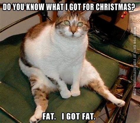 The 20 Funniest Diet Memesplus Cats Man V Fat